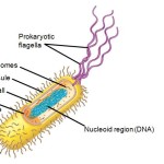 capsule prokaryotic cell , 7 Prokaryotic Cell Pictures In Cell Category