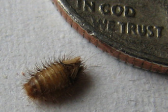 Carpet Beetle Larvae , 6 Bed Bug Larvae Photos In Bug Category