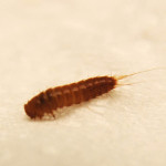 carpet beetle larvae photos , 6 Bed Bug Larvae Photos In Bug Category