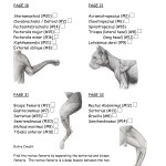 cat muscle work template , 5 Cat Muscle Anatomy Diagram In Muscles Category