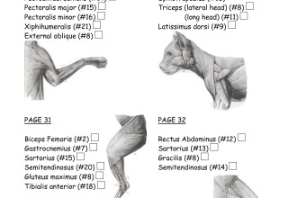 cat muscle work template in Dog