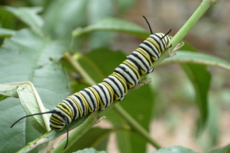 Caterpillar Of Nymphalidae , 8 Monarch Butterfly Caterpillar In Butterfly Category