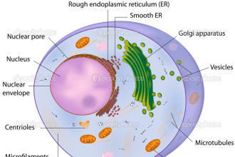 Cells Cross Section Of An Animal Cell , 3 Cross Section Of An Animal Cell In Cell Category