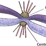 chromosomes in animal cell , 5 Animal Cell Chromosomes Images In Cell Category