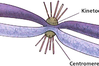 chromosomes in animal cell in Muscles