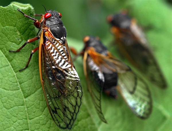 Bug , 6 Cicada Bug Pictures : Cicada Bug Every 17 Years
