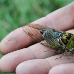 cicada-bug-image , 6 Cicada Bug Pictures In Bug Category