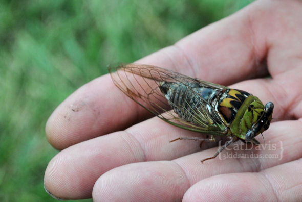 Bug , 6 Cicada Bug Pictures : Cicada Bug Image
