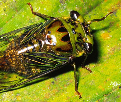 Bug , 6 Cicada Bug Pictures : Cicada Bugs Picture