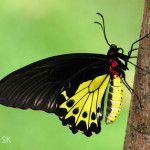 common birdwing behaviour , 6 Common Birdwing Butterfly Pictures In Butterfly Category