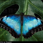 common blue morpho butterfly pictures , 7 Blue Morpho Butterfly Facts In Butterfly Category