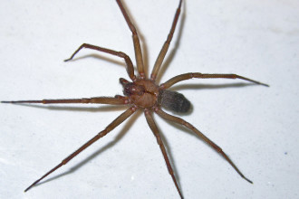 Commons Brown Recluse Spider , 8 Brown Reclus Spider Photos In Spider Category