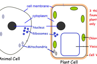 Compare Plant Animal Cells , 5 Plant And Animal Cell Comparison Images In Cell Category