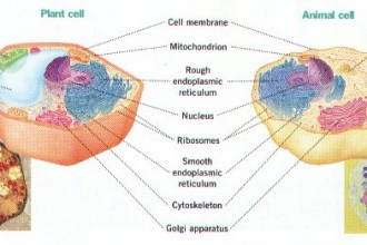 Comparing Animal And Plant Cells , 5 Plant And Animal Cell Comparison Images In Cell Category