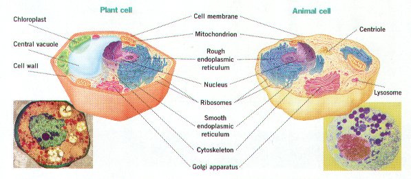 Cell , 5 Plant And Animal Cell Comparison Images : Comparing Animal And Plant Cells