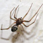  cupboard spider brown house , 10 Brown House Spider In Spider Category