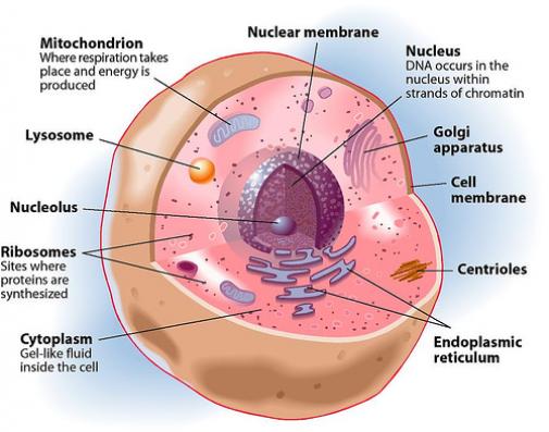 cytoplasm in an animal cell
