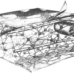 cytoskeleton images , 3 Cytoskeleton In Animal Cell In Cell Category