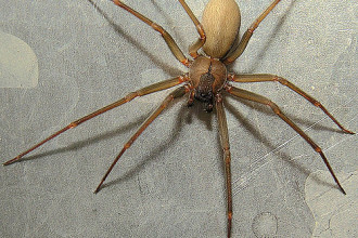 Deadly And Aggressive Brown Recluse Spiders , 8 Brown Reclus Spider Photos In Spider Category