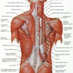 deep muscles of back anatomy , 7 Deep Muscles Of Back Anatomy In Muscles Category