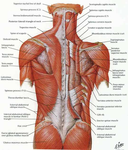 deep muscles of back anatomy : Biological Science Picture ...