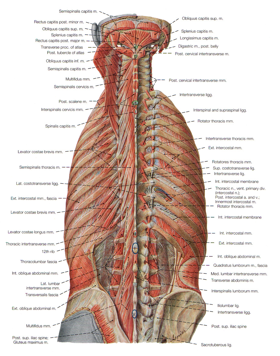 deep muscles of back : Biological Science Picture Directory – Pulpbits.net