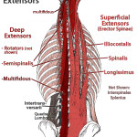 deep muscles of lower back , 7 Deep Muscles Of Back Anatomy In Muscles Category