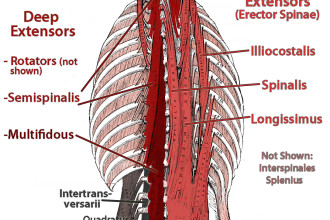 Deep Muscles Of Lower Back , 7 Deep Muscles Of Back Anatomy In Muscles Category