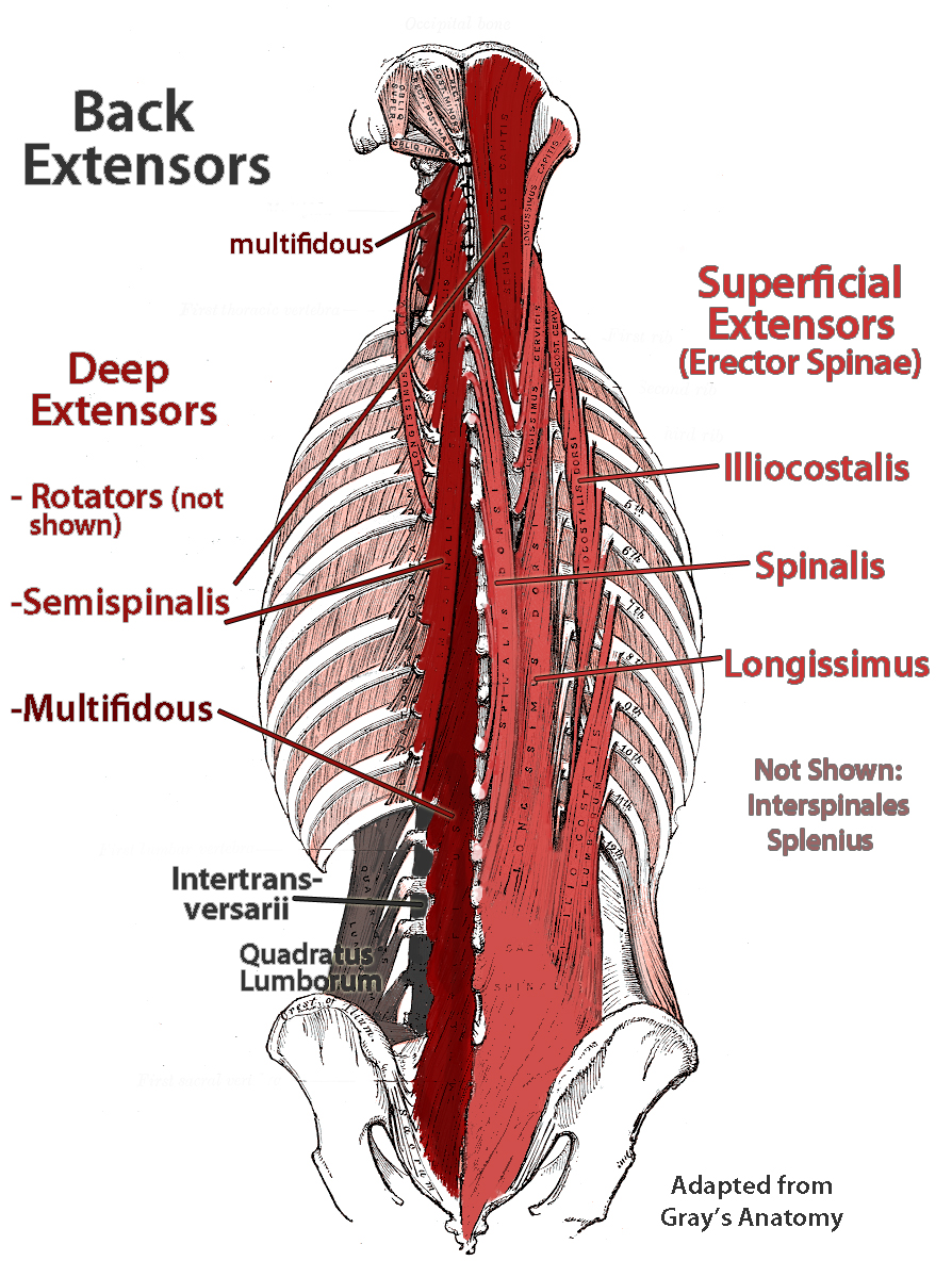 deep muscles of lower back : Biological Science Picture Directory