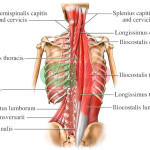 deep muscles of the back pain , 7 Deep Muscles Of Back Anatomy In Muscles Category