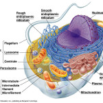 define cytoplasm in an animal cell , 4 Cytoplasm In Animal Cell Pictures In Cell Category