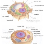 Plant and Animal Cell Picture , Plant And Animal Cell Pictures With Labels In Cell Category