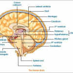 diagram of the human brain parts 4 , 7 Diagram Of The Human Brain In Brain Category