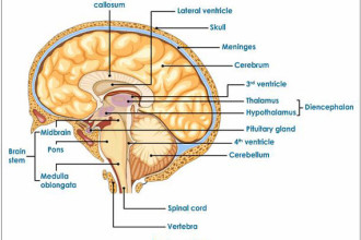 diagram of the human brain parts 4 in Butterfly