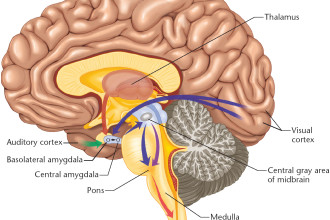 Diagram Of The Human Brain Parts 5 , 7 Diagram Of The Human Brain In Brain Category