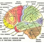 diagram of the human brain parts 6 , 7 Diagram Of The Human Brain In Brain Category