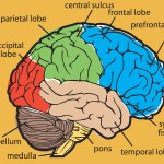 diagram of the human brain parts 8 , 7 Diagram Of The Human Brain In Brain Category