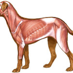 dog canine muscles image illustration , 4 Canine Anatomy Muscles Pictures In Muscles Category