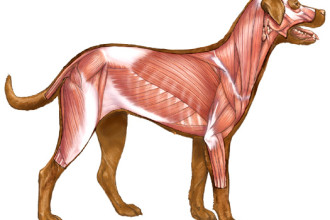 dog muscles in Organ