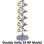 double helix dna project , 6 Double Helix Dna Project In Cell Category