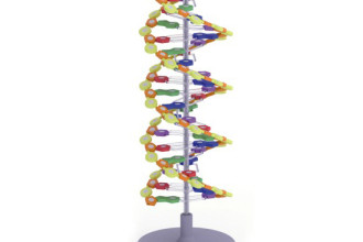 double helix dna project in Amphibia