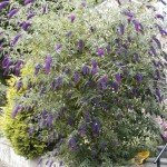empire blue butterfly bush plant , 6 Empire Blue Butterfly Bush Pictures In Plants Category