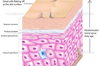 Epidermis Structure Diagrams , 7 Skin Structure Anatomy Diagrams In Cell Category