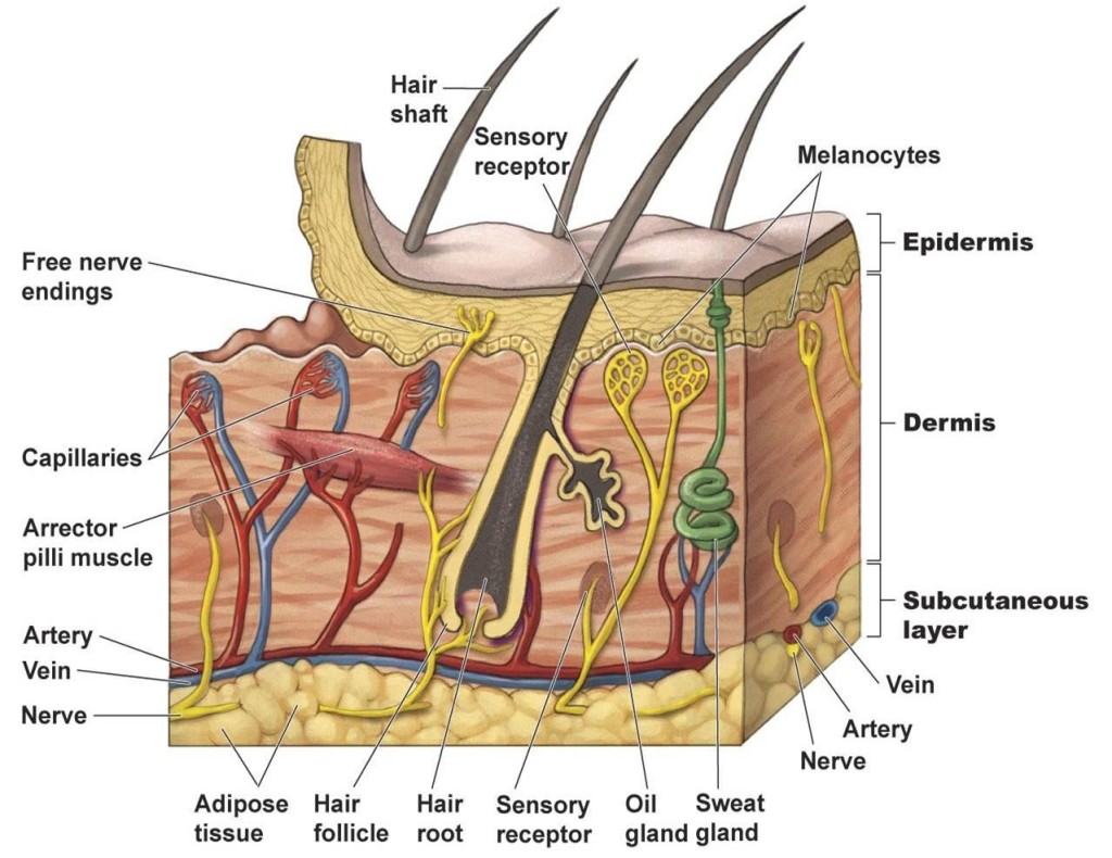 epidermis structure systems : Biological Science Picture Directory ...