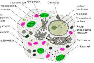 Eukaryotic Cell Images , 7 Eukaryotic Cell Structure In Cell Category