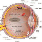 eye anatomy worksheet , 6 Human Eyes Anatomy Worksheet In Organ Category