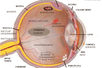 Eye Anatomy Worksheet , 6 Human Eyes Anatomy Worksheet In Organ Category