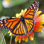 facts about monarch butterfly , 6 Monarch Butterflies In Butterfly Category