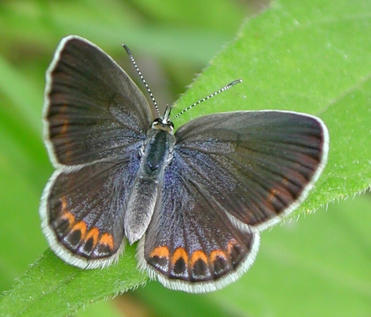 Butterfly , 6 Blue Karner Butterfly Pictures : Female Karner Blue Butterfly