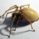 female Yellow sac spider , 8 Yellow Sac Spider Pictures In Spider Category